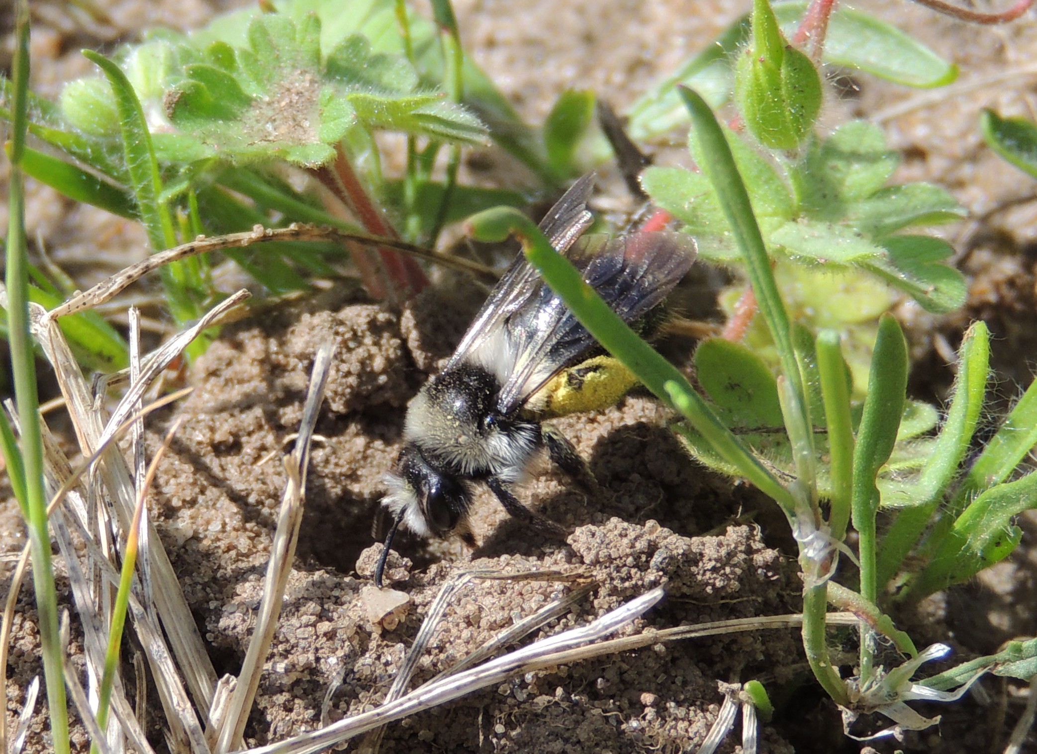 Andrène chargée de pollen à l’entrée de son terrier dans un sol sableux