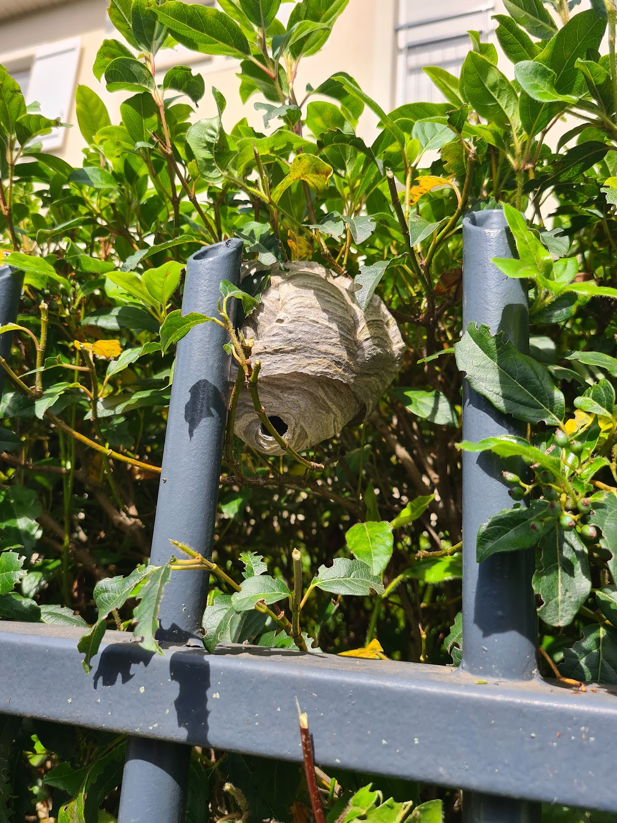 Guêpe de haie — Dolichovespula media