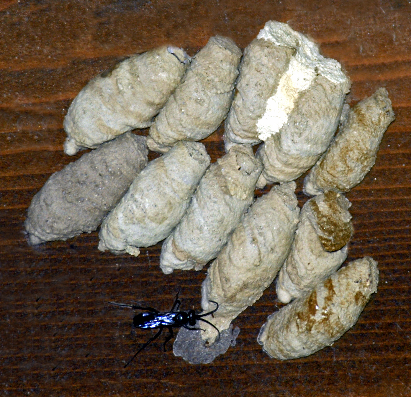 Poteries de guêpe maçonne fixées au bâti