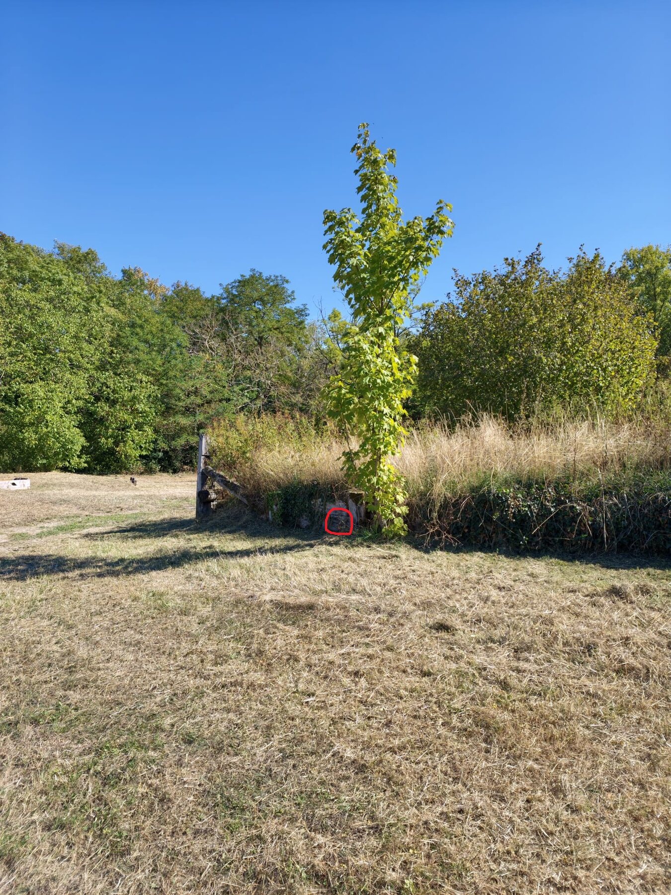 Nid signalé dans un espace arboré du centre équestre de Neuilly-sur-Marne
